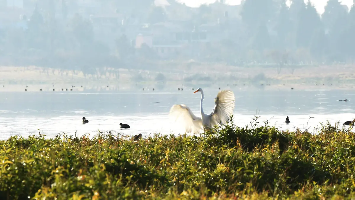 AVES ACUITLAPILCO 2